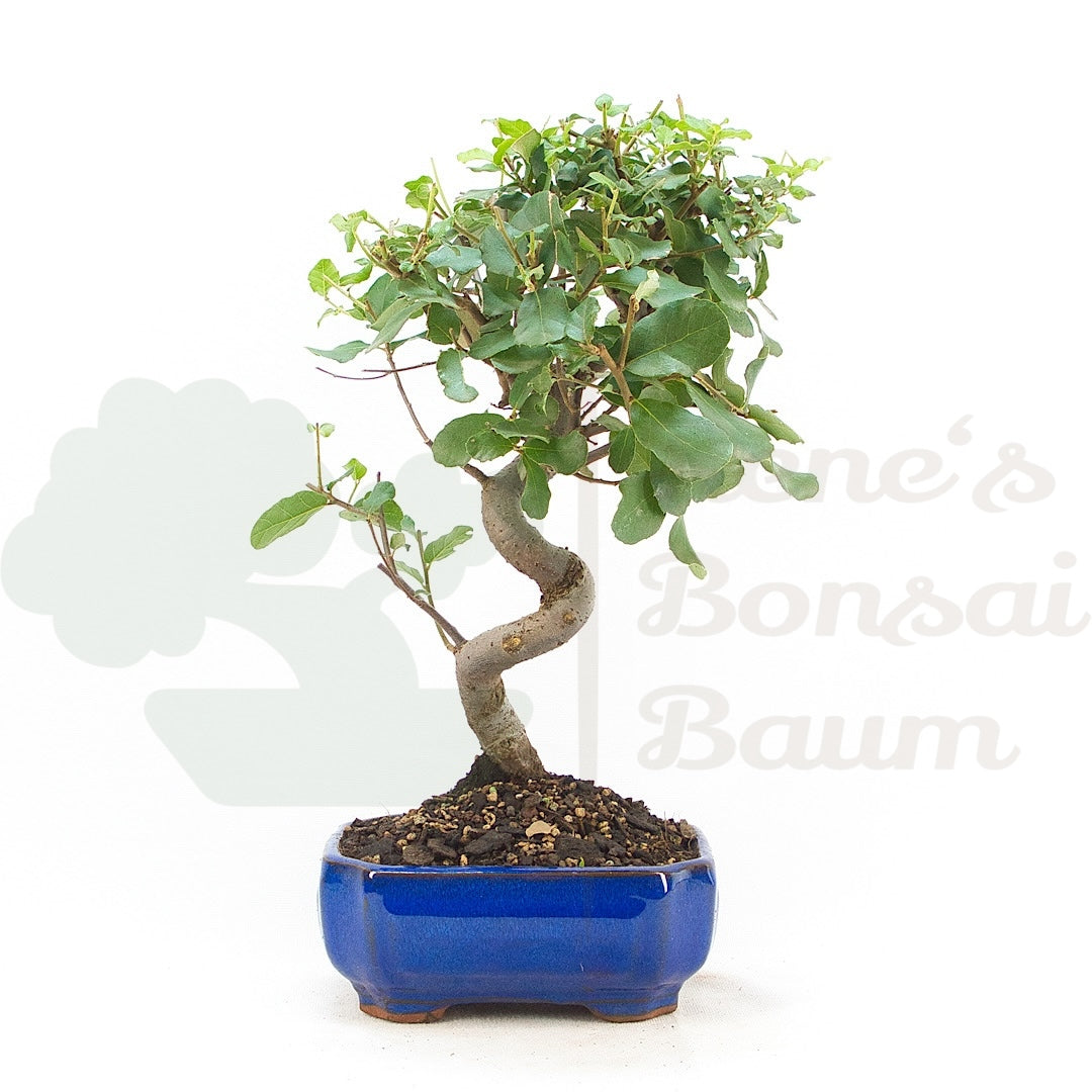 Kork-Eiche 'Quercus suber'